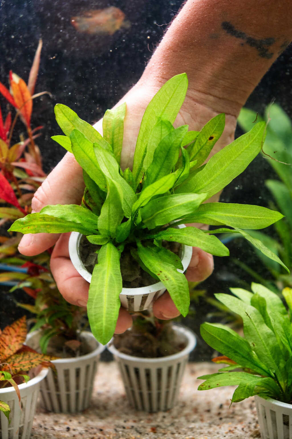 plantas faciles para acuario pecera